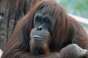CMZoo Sumatran orangutan