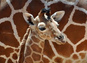 CMZoo baby giraffe