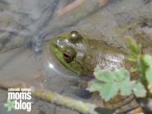 Frog at Fountain Creek